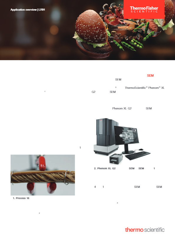 植物由来肉の構造解析